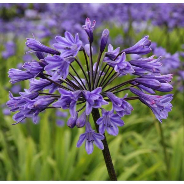 Agapanthus black buddhist